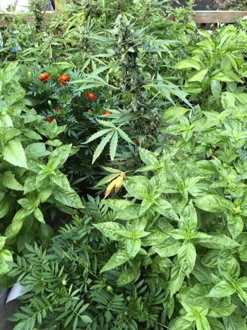 Big Jack Auto Outdoor Spring 26'. Week 8