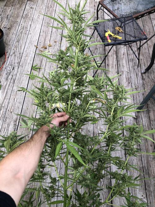Pine Auto Outdoor Spring 26'. Week 8