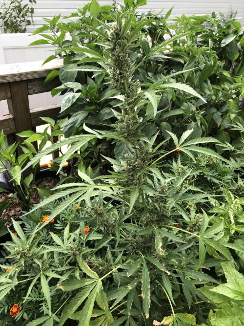 OG Kush Auto Outdoor Spring 26". Week 8
