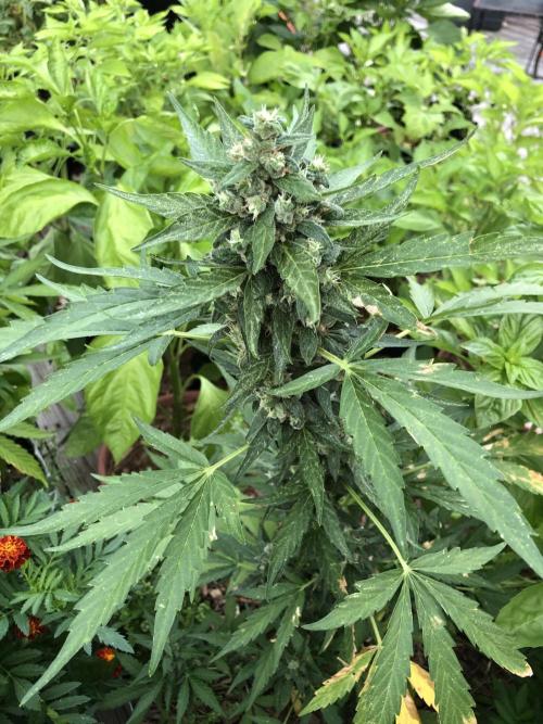 Big Jack Auto Outdoor Spring 26'. Week 8