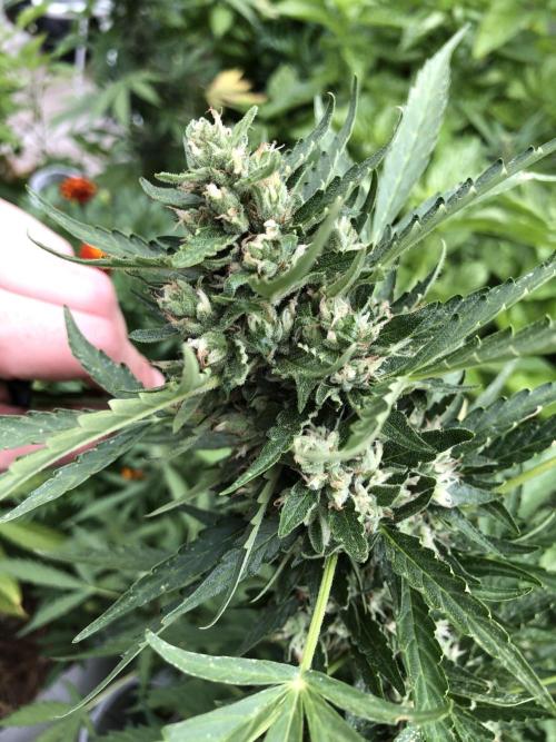 Maui Wowie Auto Outdoor Spring 26'. Week 8