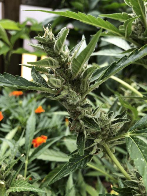 OG Kush Auto Outdoor Spring 26". Week 8