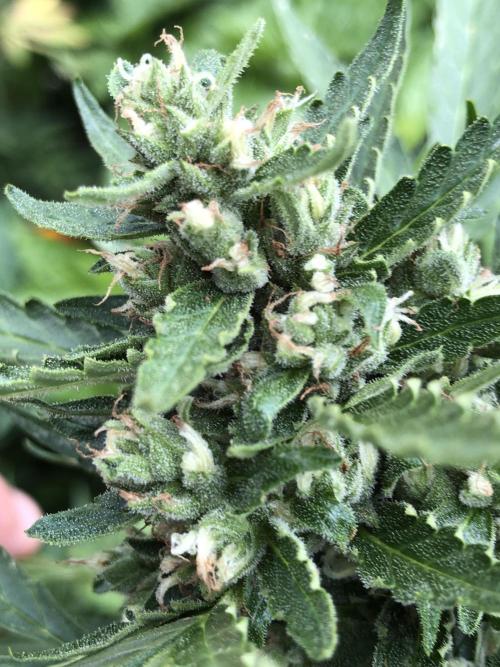 Maui Wowie Auto Outdoor Spring 26'. Week 8