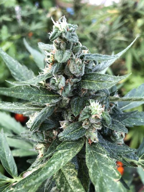 Big Jack Auto Outdoor Spring 26'. Week 8