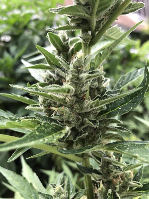 OG Kush Auto Outdoor Spring 26". Week 8