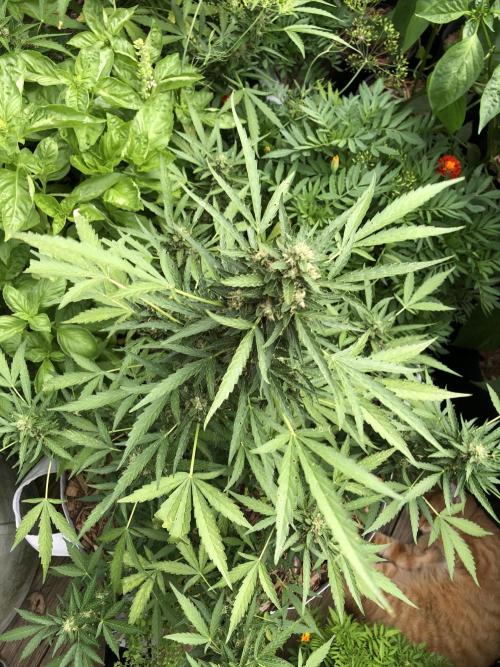 Maui Wowie Auto Outdoor Spring 26'. Week 8