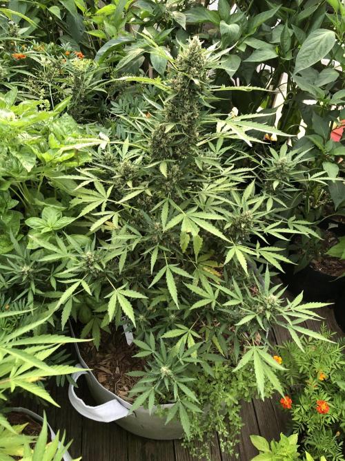 Maui Wowie Auto Outdoor Spring 26'. Week 8