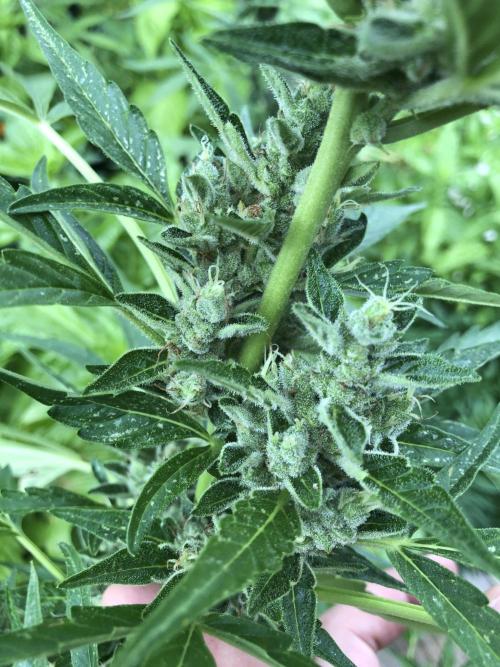 OG Kush Auto Outdoor Spring 26". Week 8