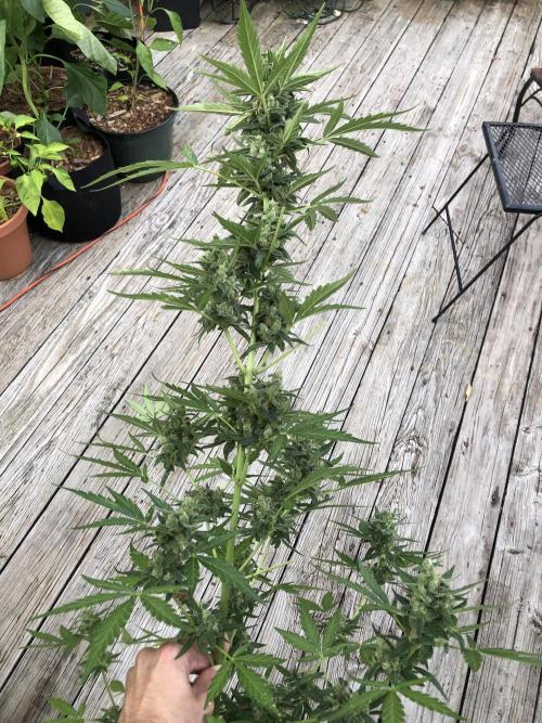 Big Jack Auto Outdoor Spring 26'. Week 8