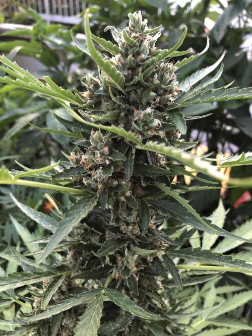 Maui Wowie Auto Outdoor Spring 26'. Week 8