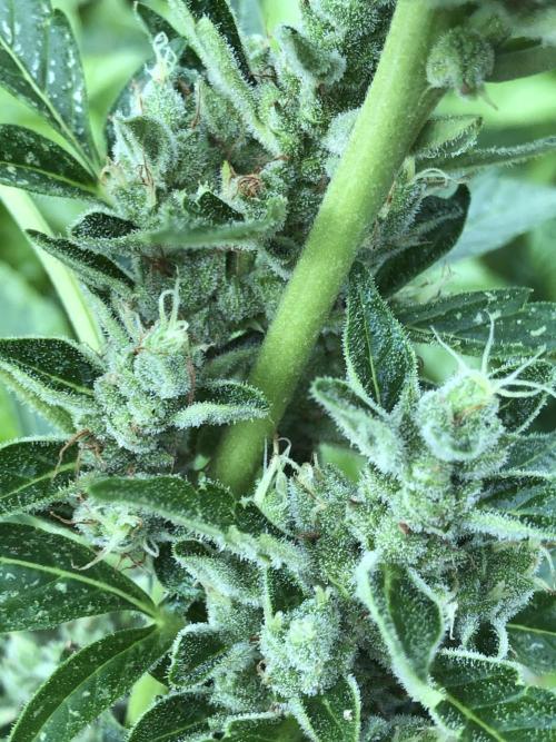 OG Kush Auto Outdoor Spring 26". Week 8