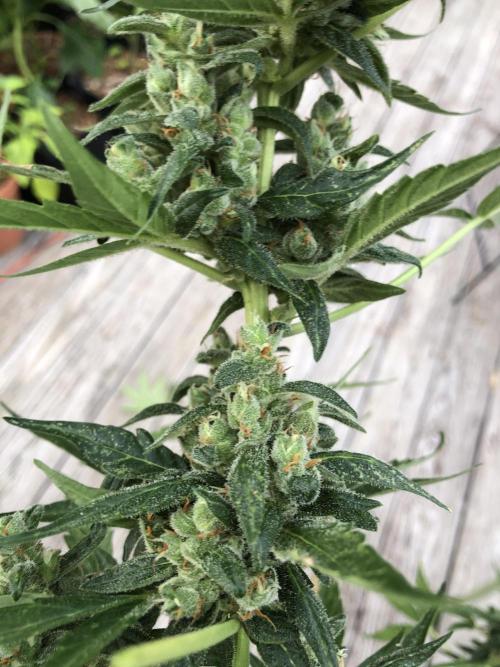 Big Jack Auto Outdoor Spring 26'. Week 8