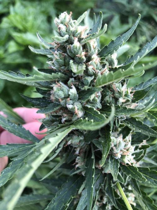 Maui Wowie Auto Outdoor Spring 26'. Week 8