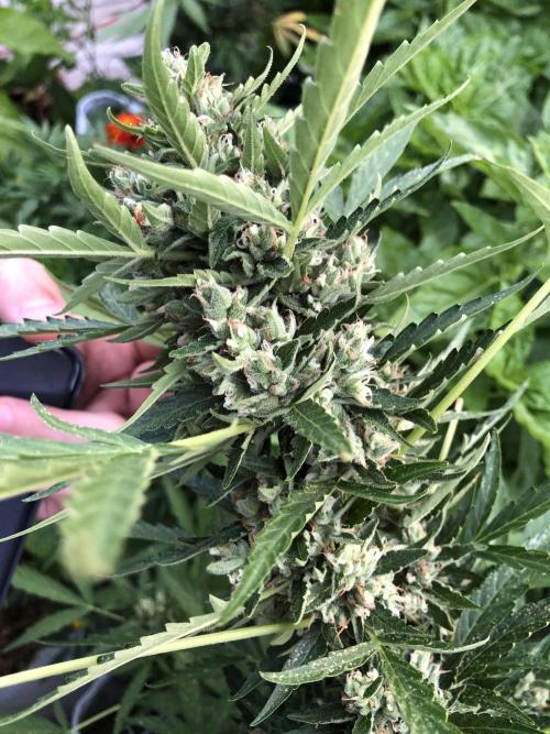 Maui Wowie Auto Outdoor Spring 26'. Week 8