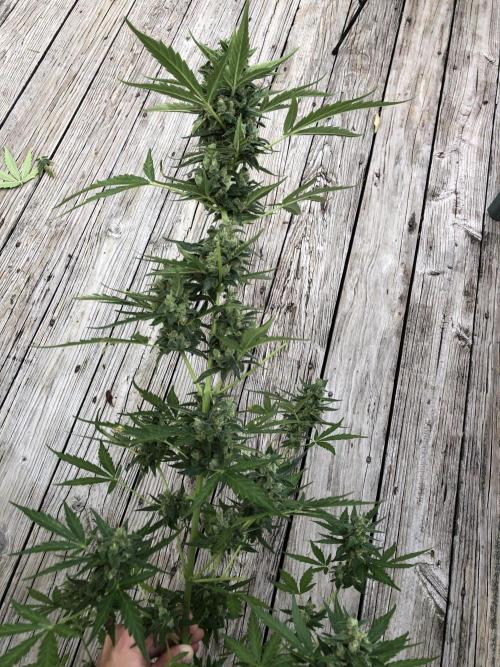 Big Jack Auto Outdoor Spring 26'. Week 8
