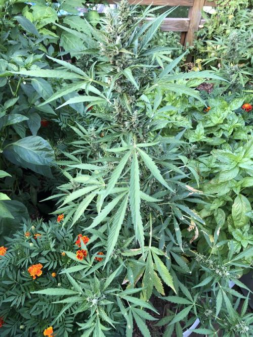OG Kush Auto Outdoor Spring 26". Week 8