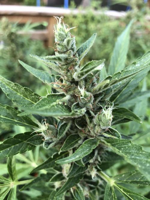 OG Kush Auto Outdoor Spring 26". Week 8