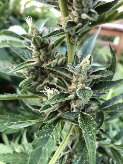 OG Kush Auto Outdoor Spring 26". Week 8
