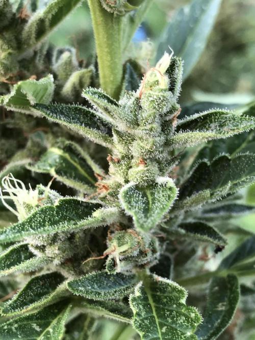 OG Kush Auto Outdoor Spring 26". Week 8
