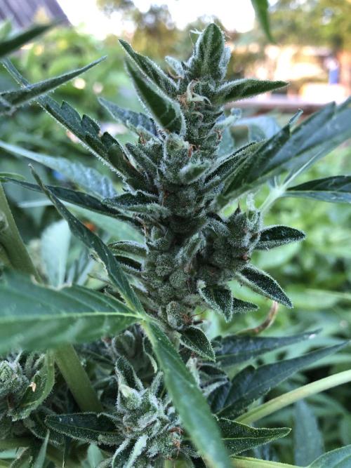 OG Kush Auto Outdoor Spring 26". Week 8