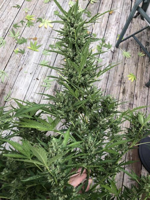Maui Wowie Auto Outdoor Spring 26'. Week 8