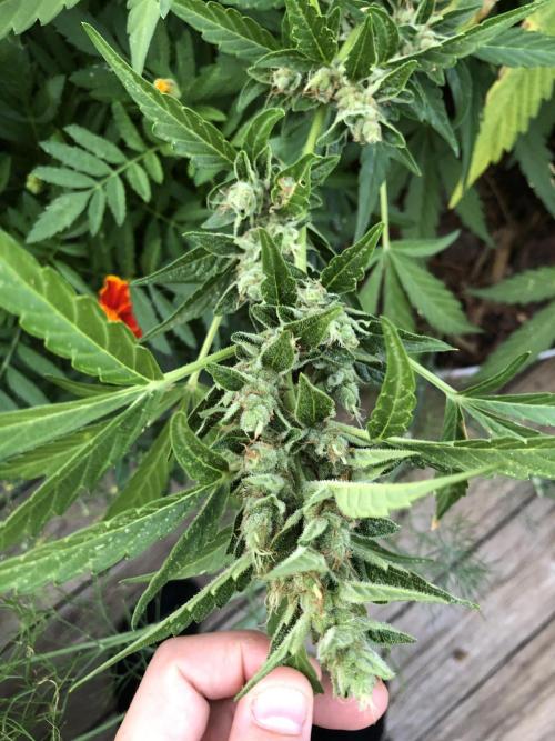OG Kush Auto Outdoor Spring 26". Week 8