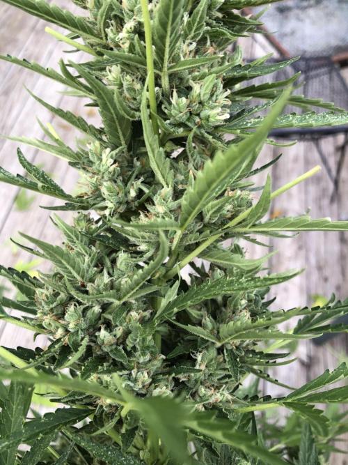 Maui Wowie Auto Outdoor Spring 26'. Week 8