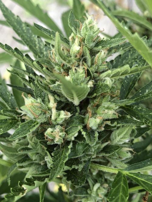 Maui Wowie Auto Outdoor Spring 26'. Week 8