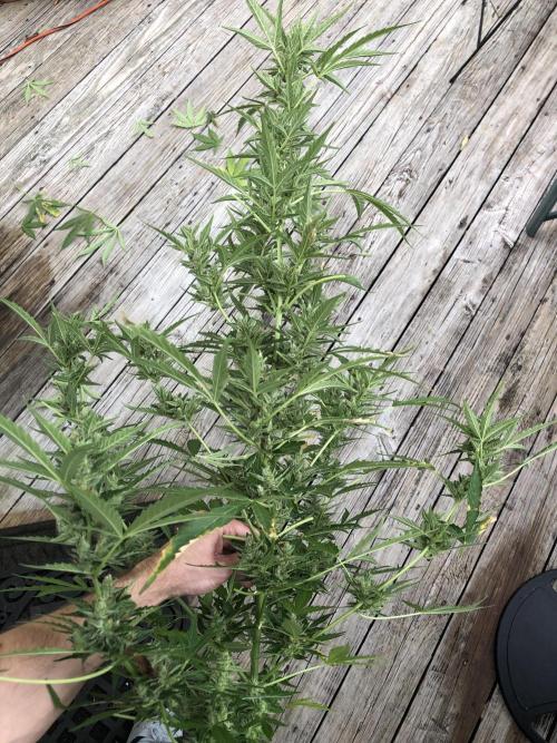 OG Kush Auto Outdoor Spring 26". Week 8