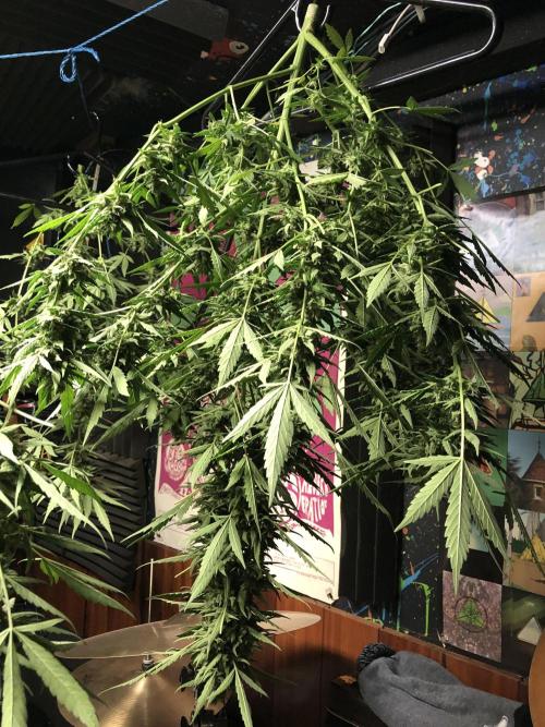 Maui Wowie Auto Outdoor Spring 26'. Week 8