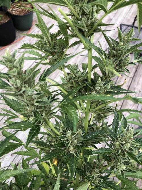 OG Kush Auto Outdoor Spring 26". Week 8