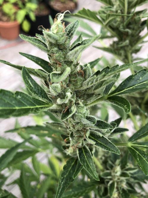 OG Kush Auto Outdoor Spring 26". Week 8