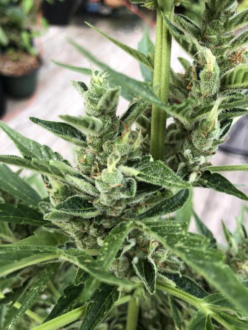 OG Kush Auto Outdoor Spring 26". Week 8