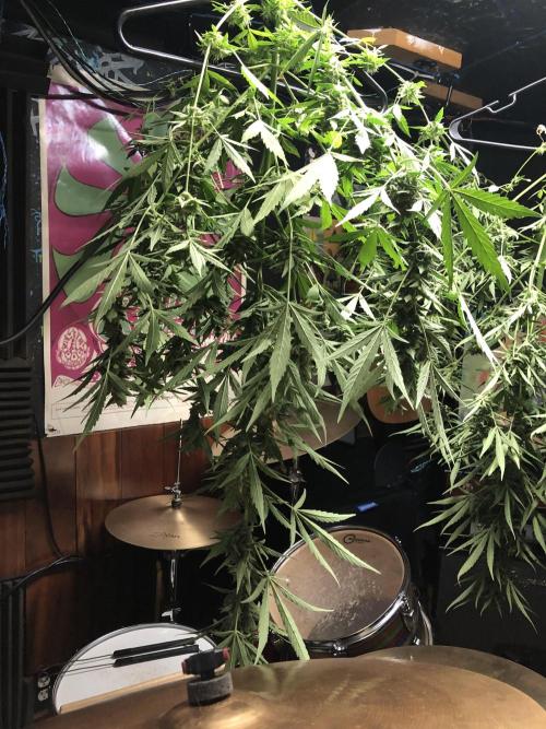 OG Kush. Week 8