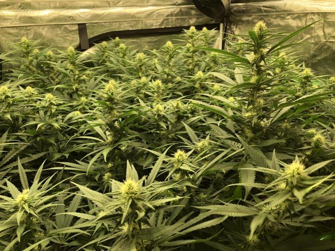 White Domina Kannabia Indoor Spring 26. Week 14