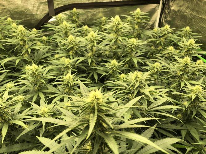 White Domina Kannabia Indoor Spring 26. Week 14