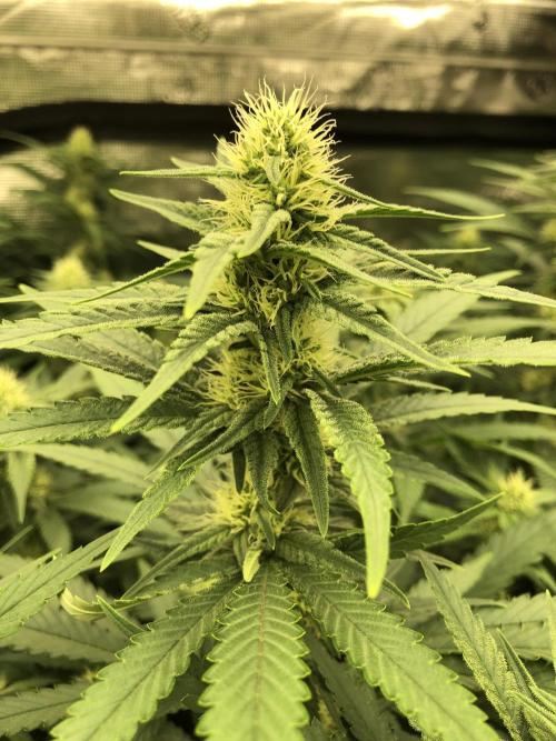 White Domina Kannabia Indoor Spring 26. Week 14