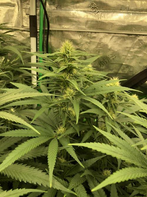 White Domina Kannabia Indoor Spring 26. Week 14