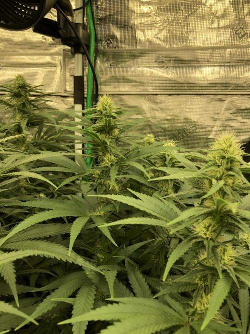 White Domina Kannabia Indoor Spring 26. Week 14
