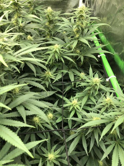 White Domina Kannabia Indoor Spring 26. Week 14