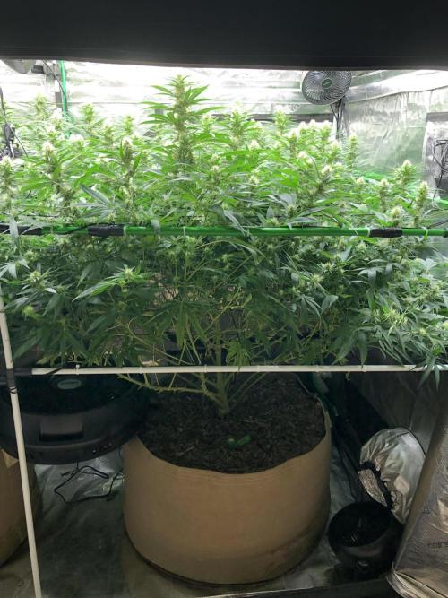 White Domina Kannabia Indoor Spring 26. Week 14