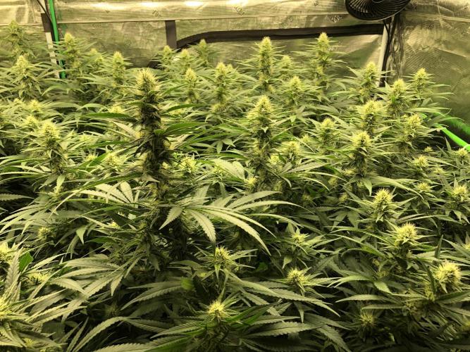 White Domina Kannabia Indoor Spring 26. Week 14