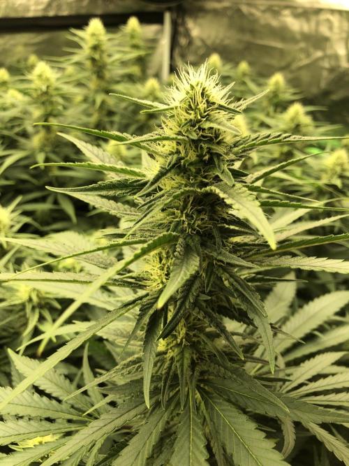 White Domina Kannabia Indoor Spring 26. Week 14