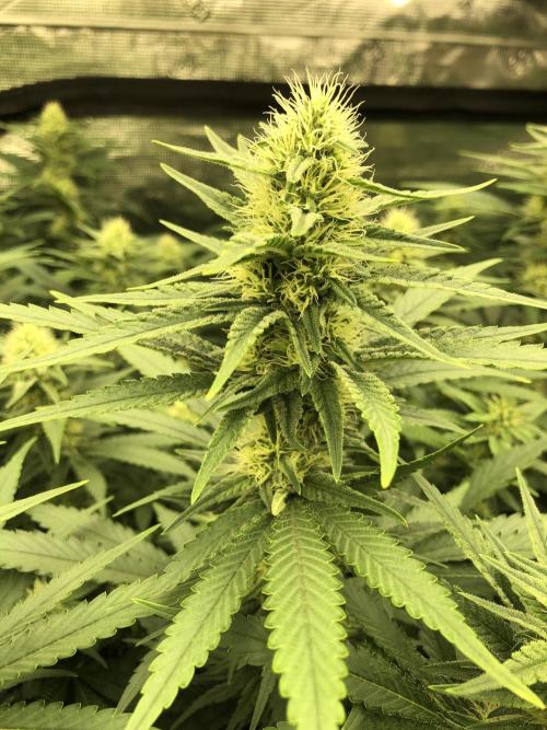 White Domina Kannabia Indoor Spring 26. Week 14