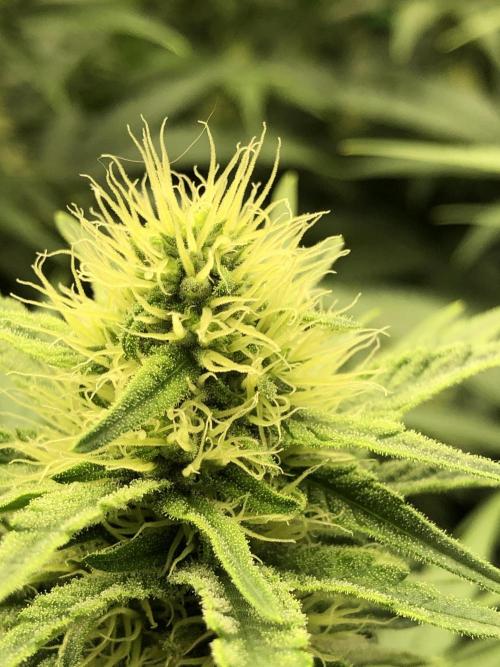 White Domina Kannabia Indoor Spring 26. Week 14