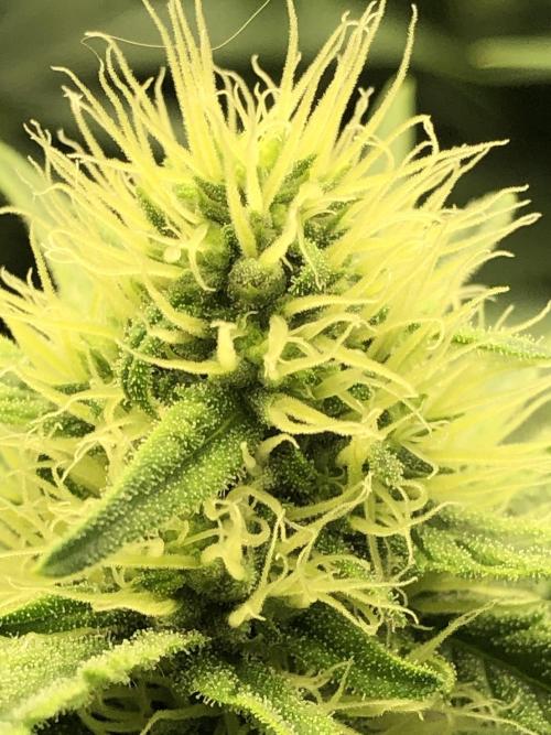 White Domina Kannabia Indoor Spring 26. Week 14