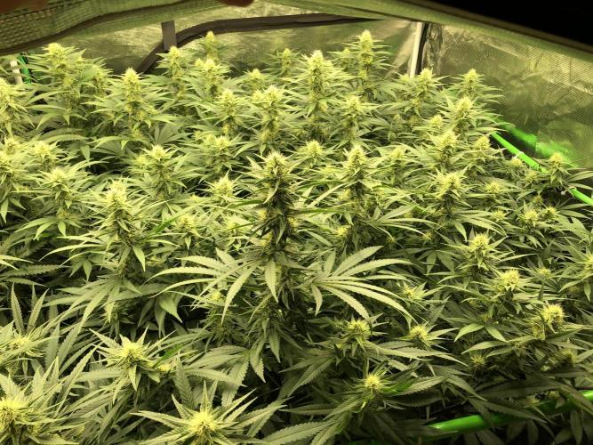 White Domina Kannabia Indoor Spring 26. Week 14