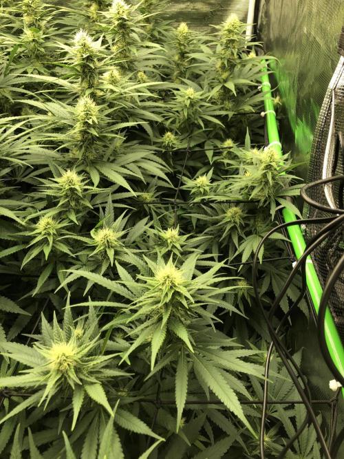 White Domina Kannabia Indoor Spring 26. Week 14