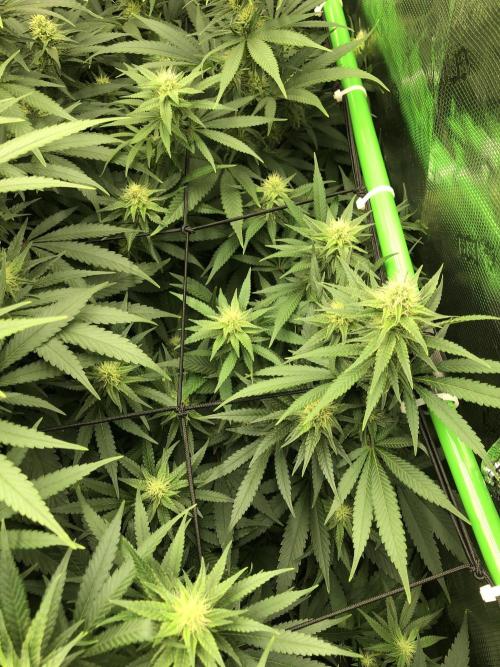 White Domina Kannabia Indoor Spring 26. Week 14