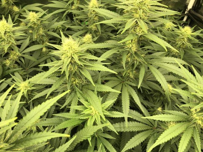 White Domina Kannabia Indoor Spring 26. Week 14